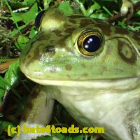 /home//u458753944/public_html/sourcegallery///Frogs/More bullfrogs/P6020113.JPG